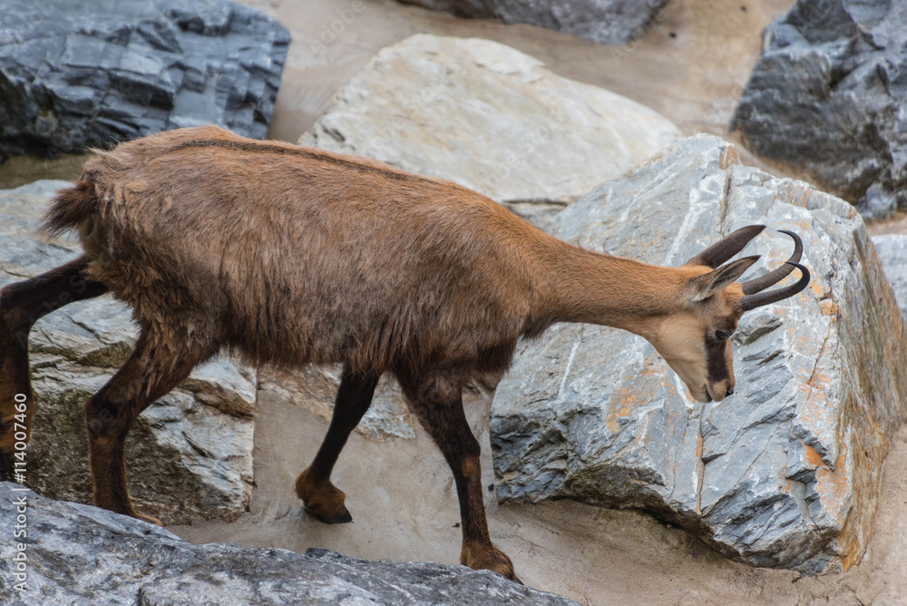 Gämse im Alpenzoo Innsbruck Stock Photo | Adobe Stock