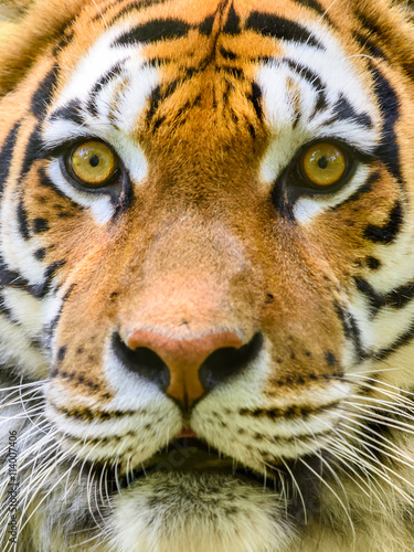portret-dzikiego-mlodego-tygrysa
