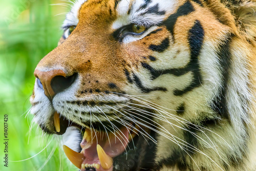 Wild Young Tiger  Panthera Tigris  Portrait