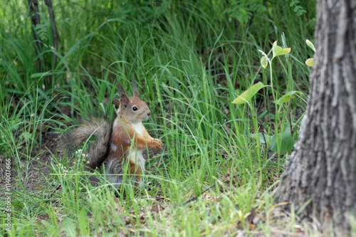 Squirrel stay in grass amid park