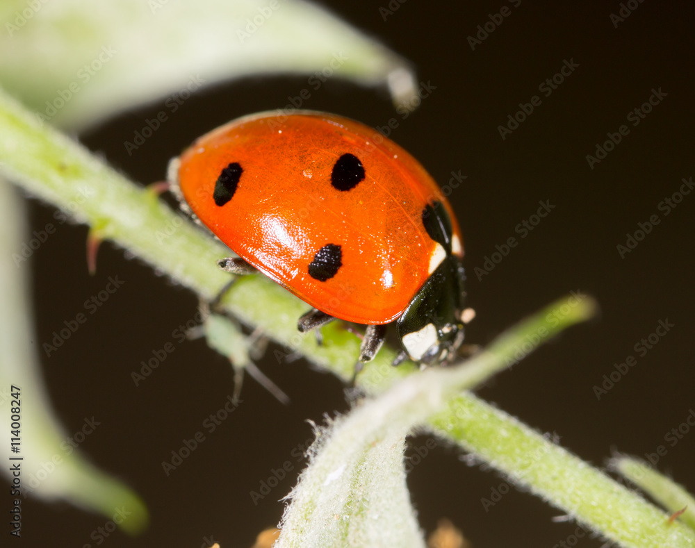 ladybug on a plant in the nature ladybug on a plant in the nature