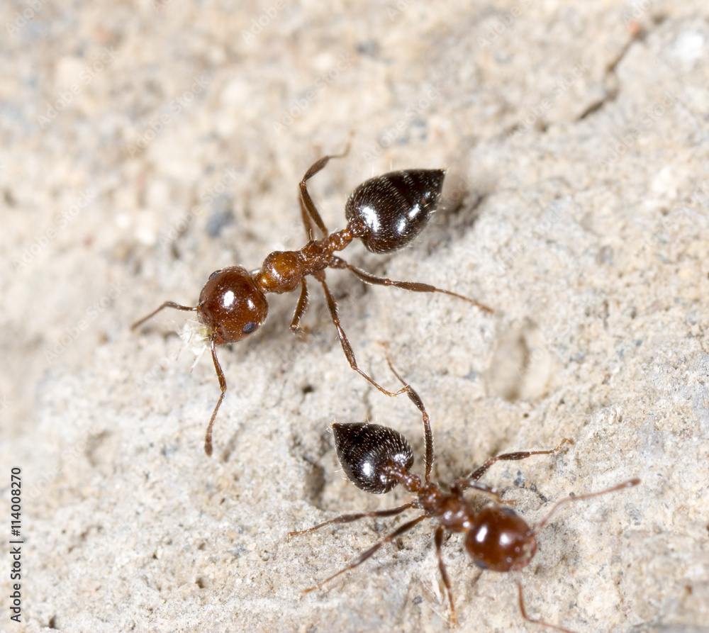 little ant in nature. macro little ant in nature. macro