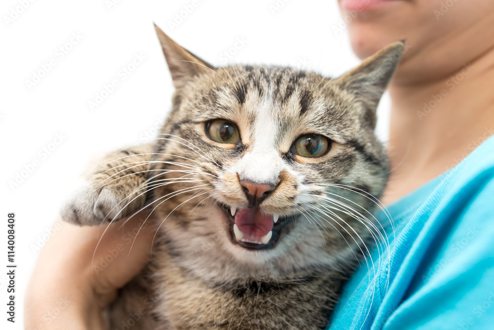 cat in hands on a white background