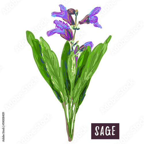 Sage plant. Herb. Bunch of flowering sage. Fresh organic food. Vector illustration