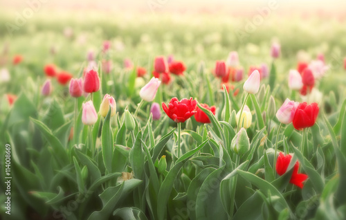 Field of beautiful blooming tulips