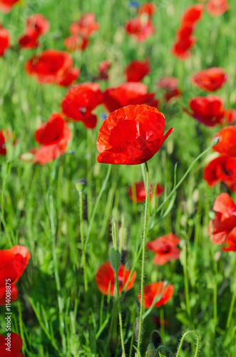 Red poppy flowers blooming in the green grass field  floral natural spring background  can be used as image for remembrance and reconciliation day