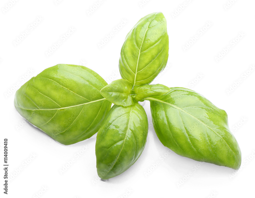 Basil leaves, isolated on white Basil leaves, isolated on white