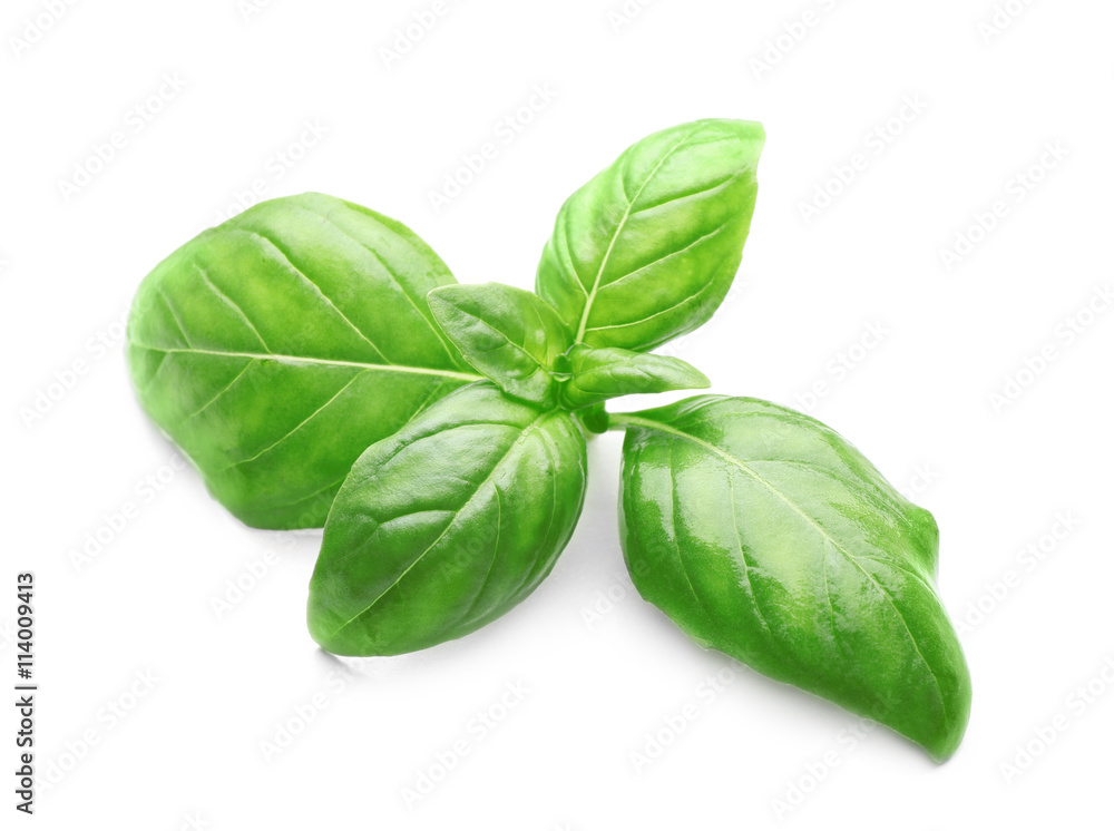 Basil leaves, isolated on white Basil leaves, isolated on white