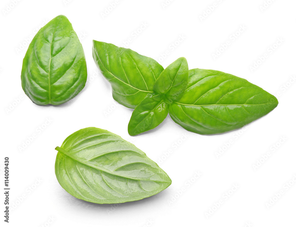 Basil leaves, isolated on white Basil leaves, isolated on white