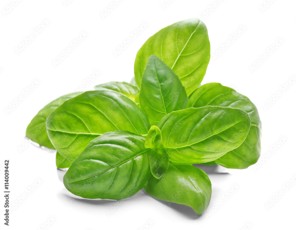 Basil leaves, isolated on white Basil leaves, isolated on white