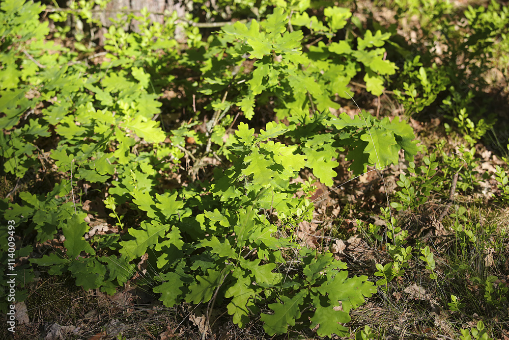 oak tree leaves in summer oak tree leaves in summer