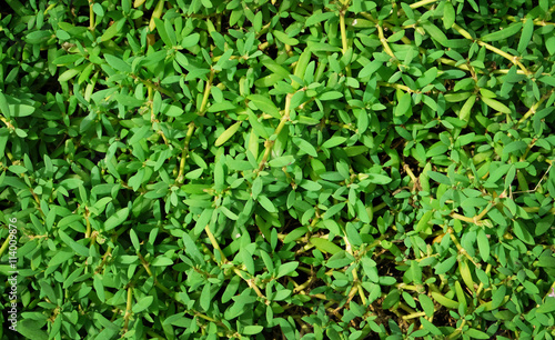 Exotic green bush background