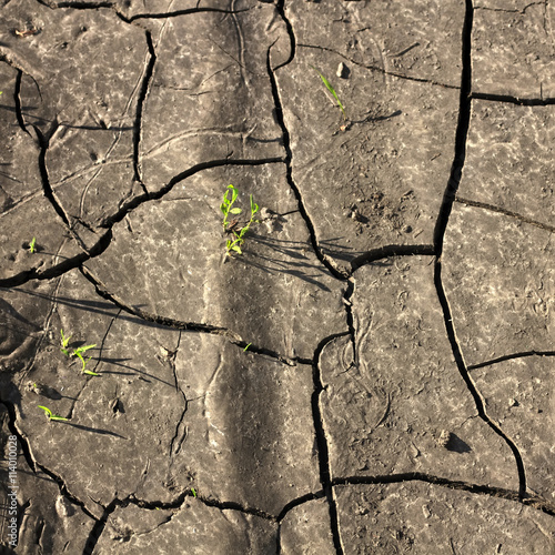 dry cracked earth and little sprouts breaking through