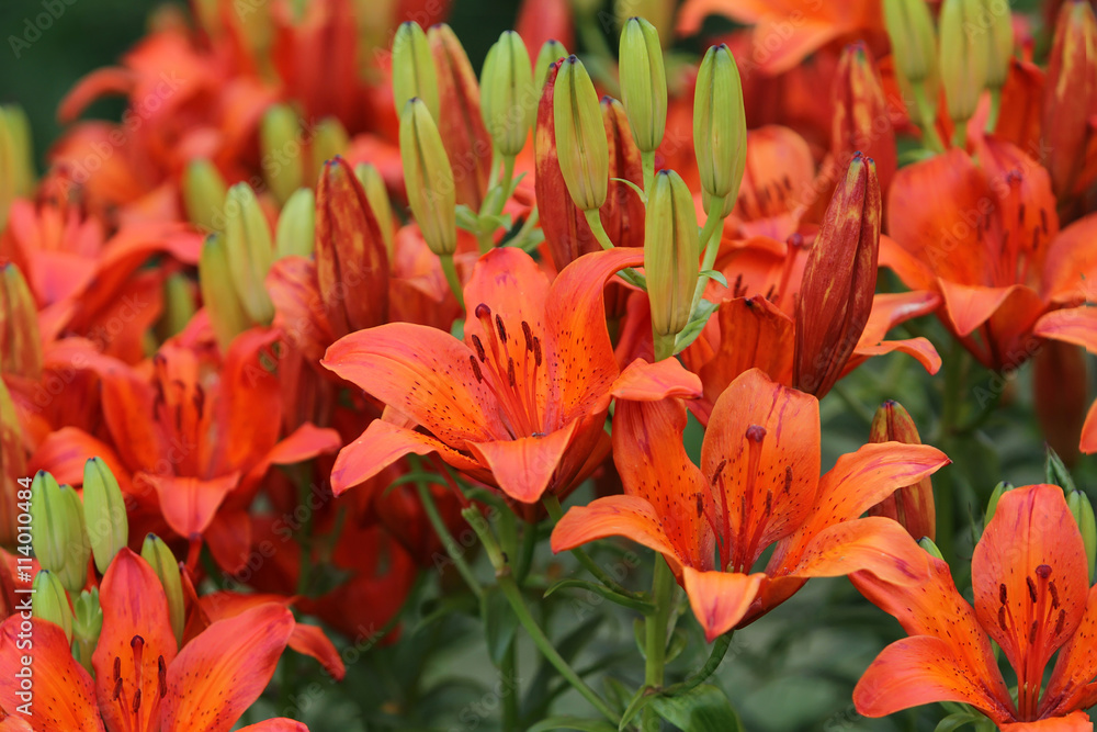 Large bouquet of vibrant orange lilies excellent screensaver or Large bouquet of vibrant orange lilies excellent screensaver or