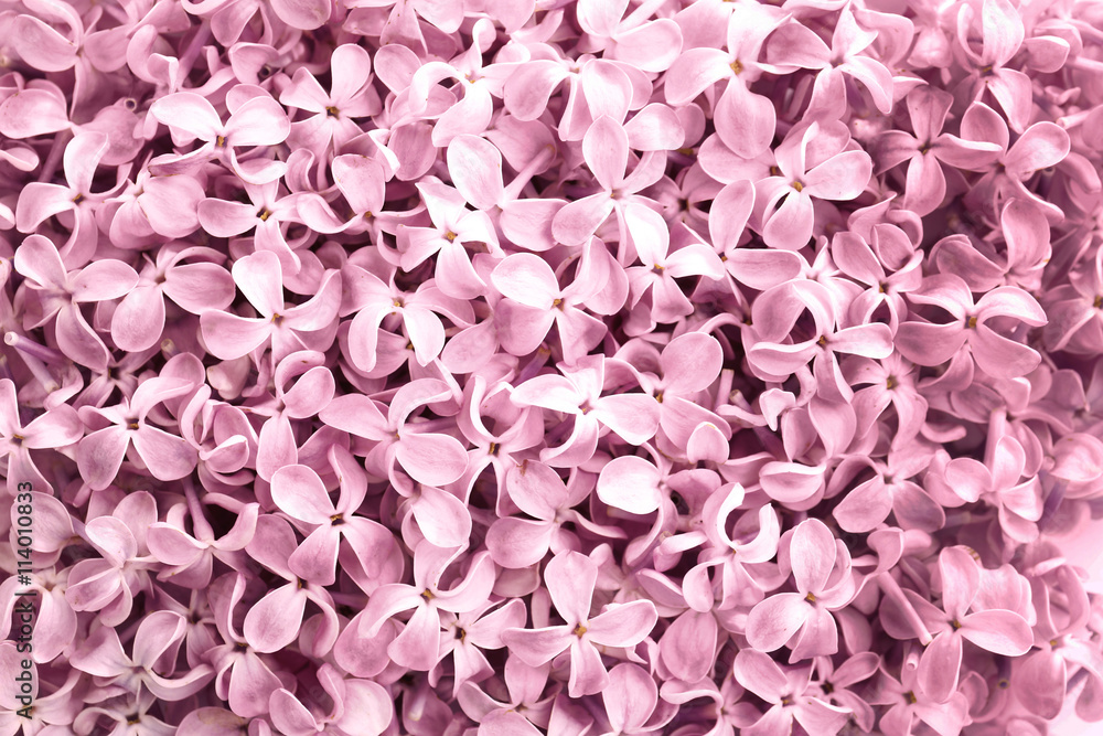 Beautiful pink lilac background