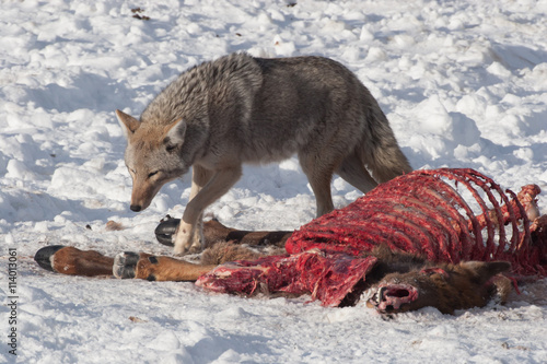 Coyote eating off a dead animal photo