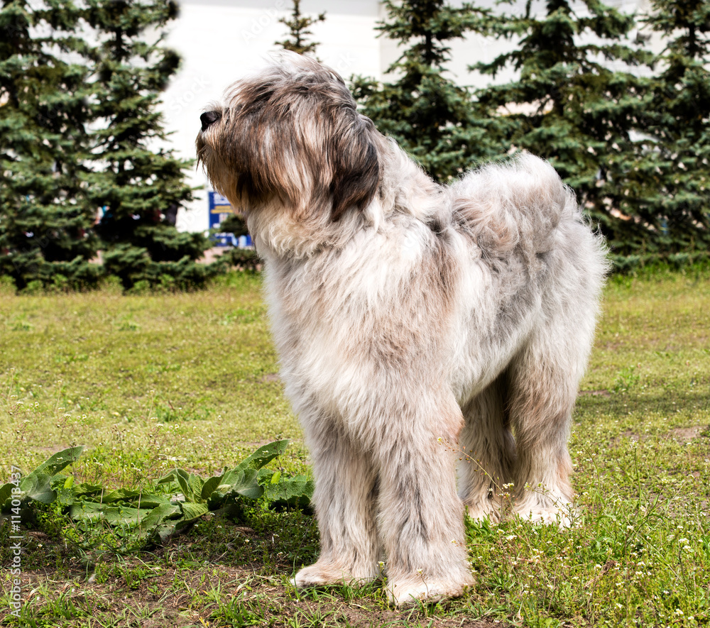 Briard looks.      The Briard of the gray color is in the park.