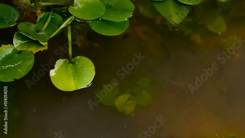 zoom out close up green lotus leaf in the swamp photo