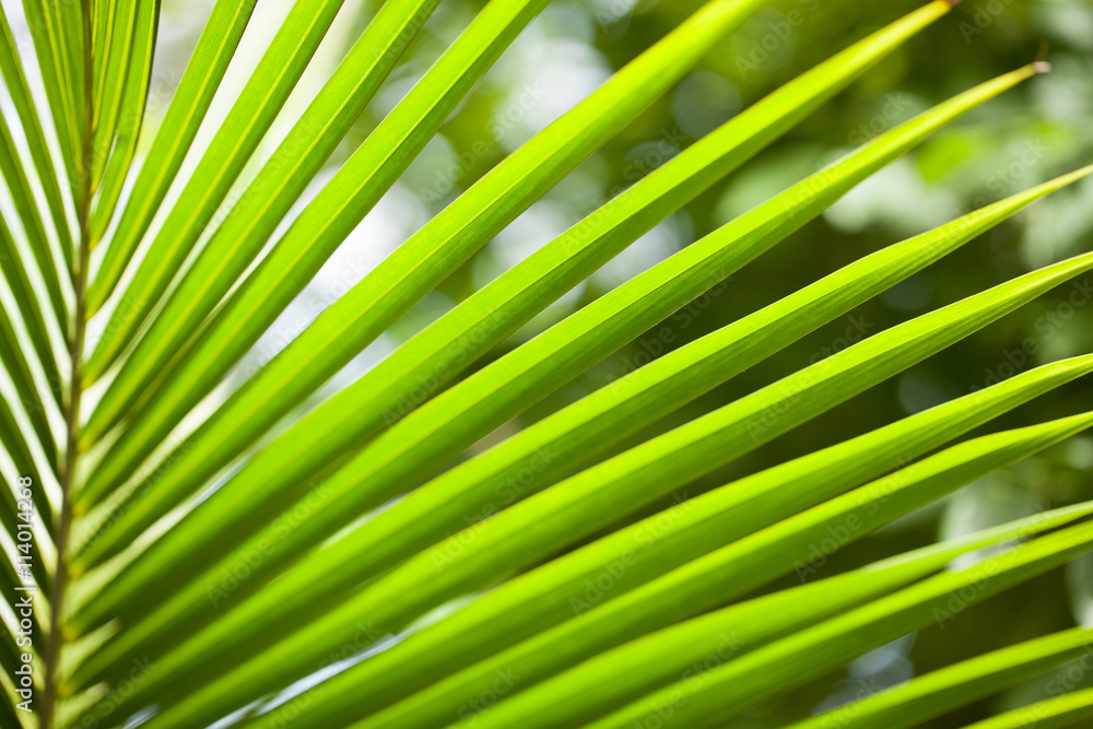Naklejka premium close up view of nice green palm leaf on natural background