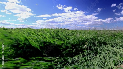 Des roseaux qui font des vagues sous le vent photo