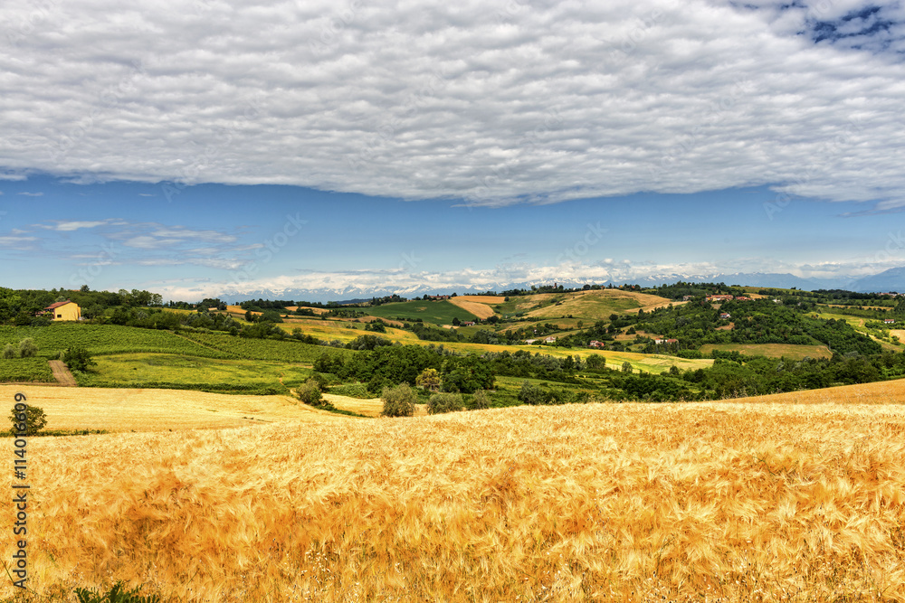 Monferrato (Italy): landscape