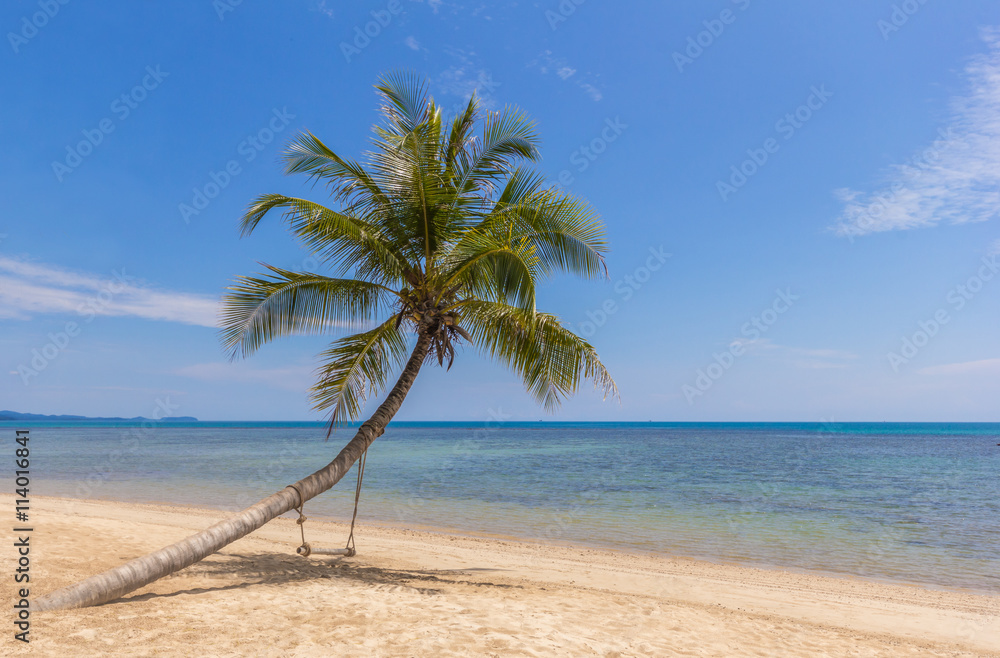 Coconut palm tree