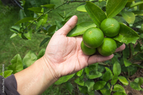 Fresh lime with green leaf.