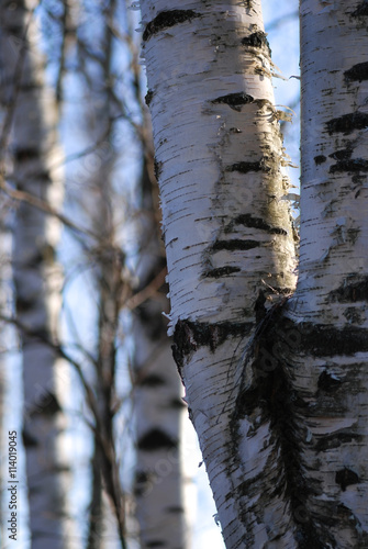 Birch trunks lighted evening sunlight