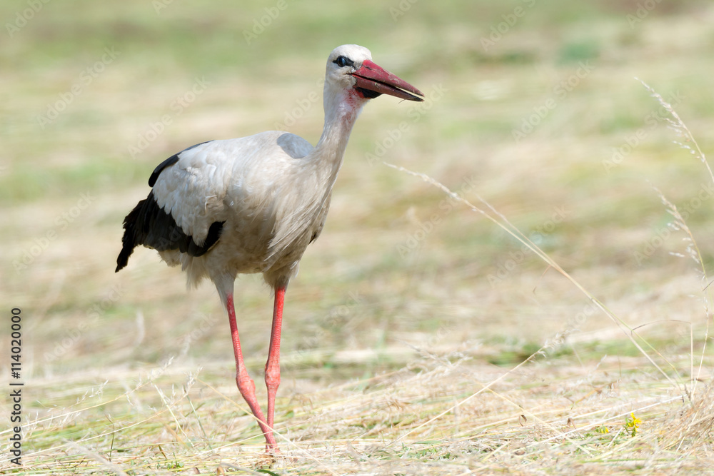 Fototapeta premium Storch Weißstorch (Ciconia ciconia) auf Nahrungssuche auf einer Wiese
