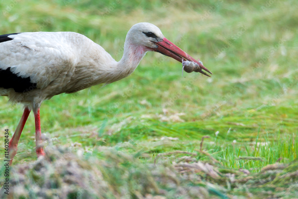 Fototapeta premium Storch Weißstorch (Ciconia ciconia) mit erbeuteter Maus im Schnabel