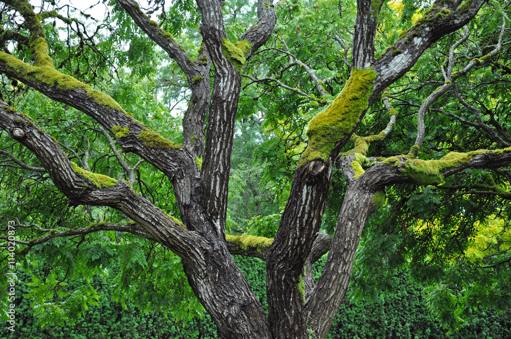 Fototapeta premium Golden rain tree covered with moss