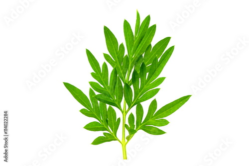 green leaf isolated on a white background 