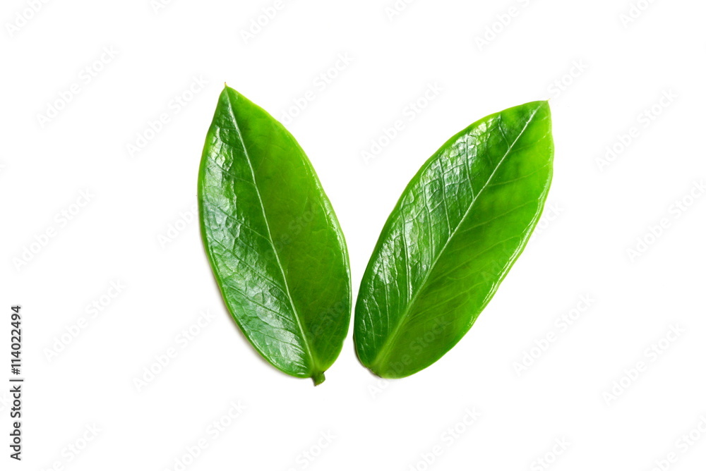 Obraz premium green leaf isolated on a white background