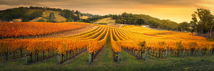 Foto auf Acrylglas Weingarten Wunderschöner Weinberg in den Adelaide Hills  © Kwest