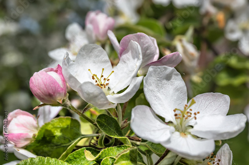 Close-up of flowers and buds on the apple branch