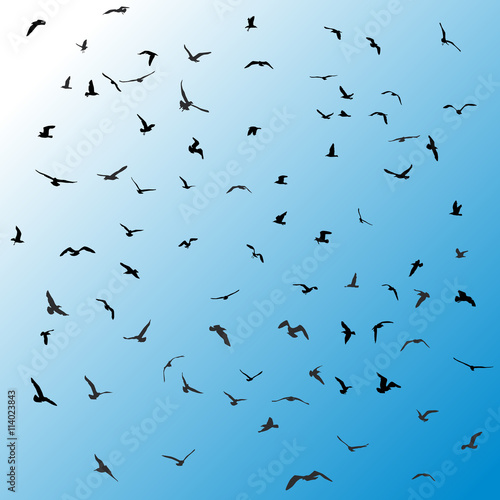 Birds, gulls, black silhouette on blue background. Vector