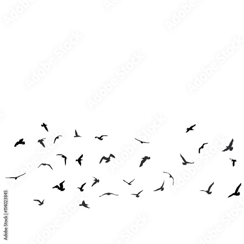 Birds, gulls, black silhouette on white background. Vector © EkaterinaP