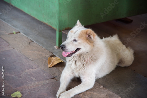 Lovely Thai Bangkaew dog