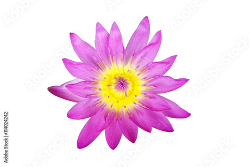 beautiful purple lotus flower isolated on a white background