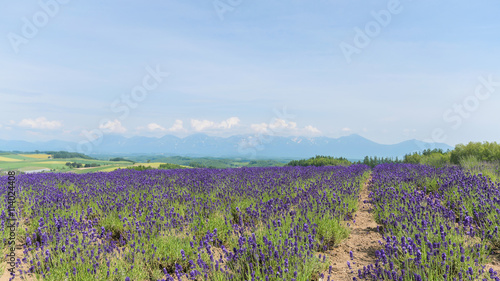 Lavender field and mountain in summer at biei hokkaido japan