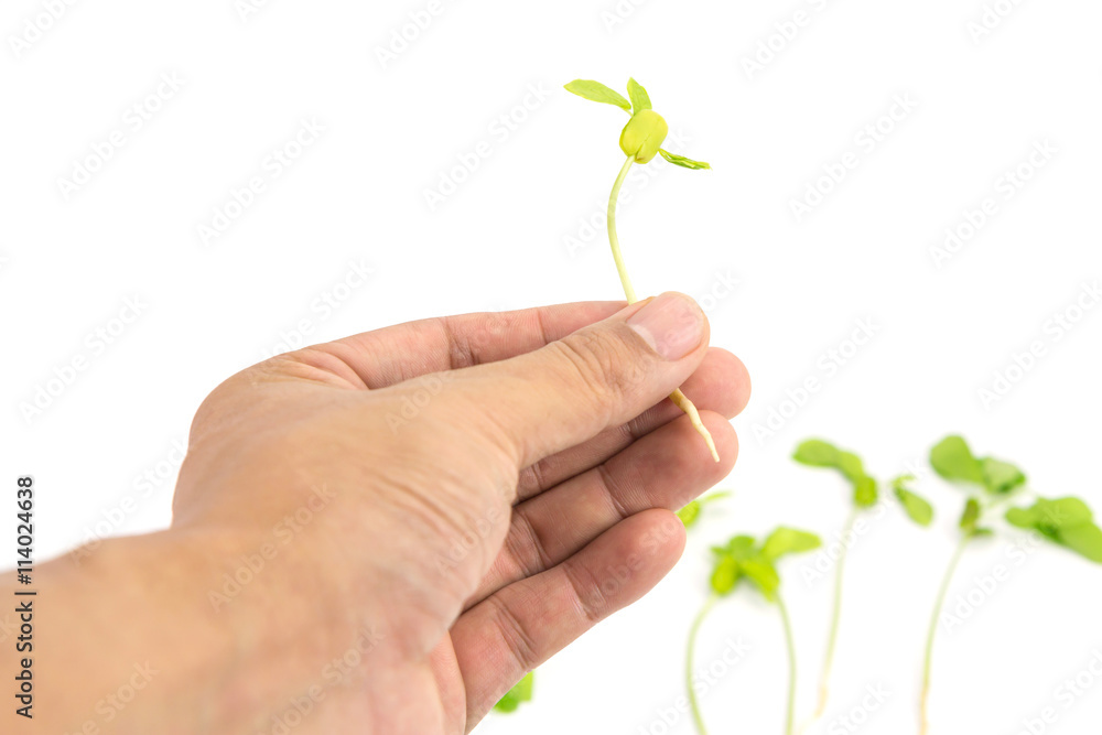 Hand holding seeding on white background Hand holding seeding on white background