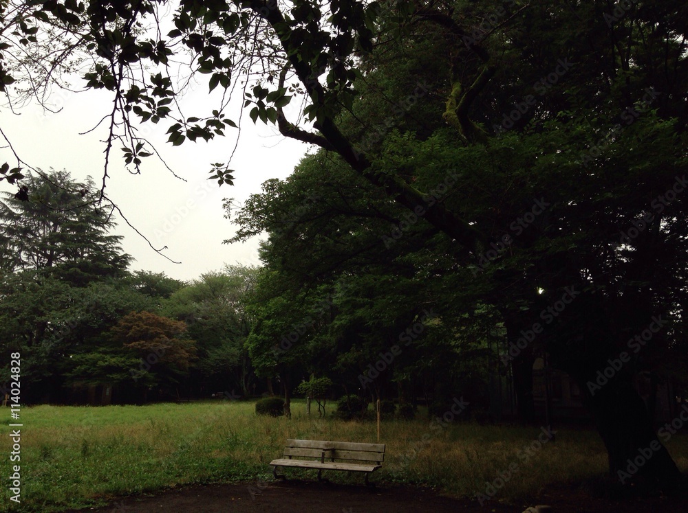 Obraz premium park view