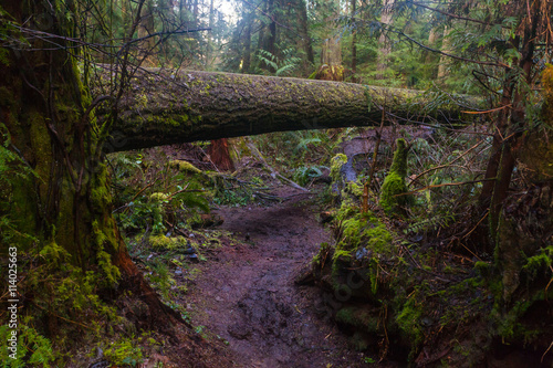 Northwest trail