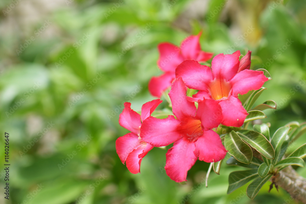Desert Rose, Impala Lily, Mock Azalea Flowers Desert Rose, Impala Lily, Mock Azalea Flowers