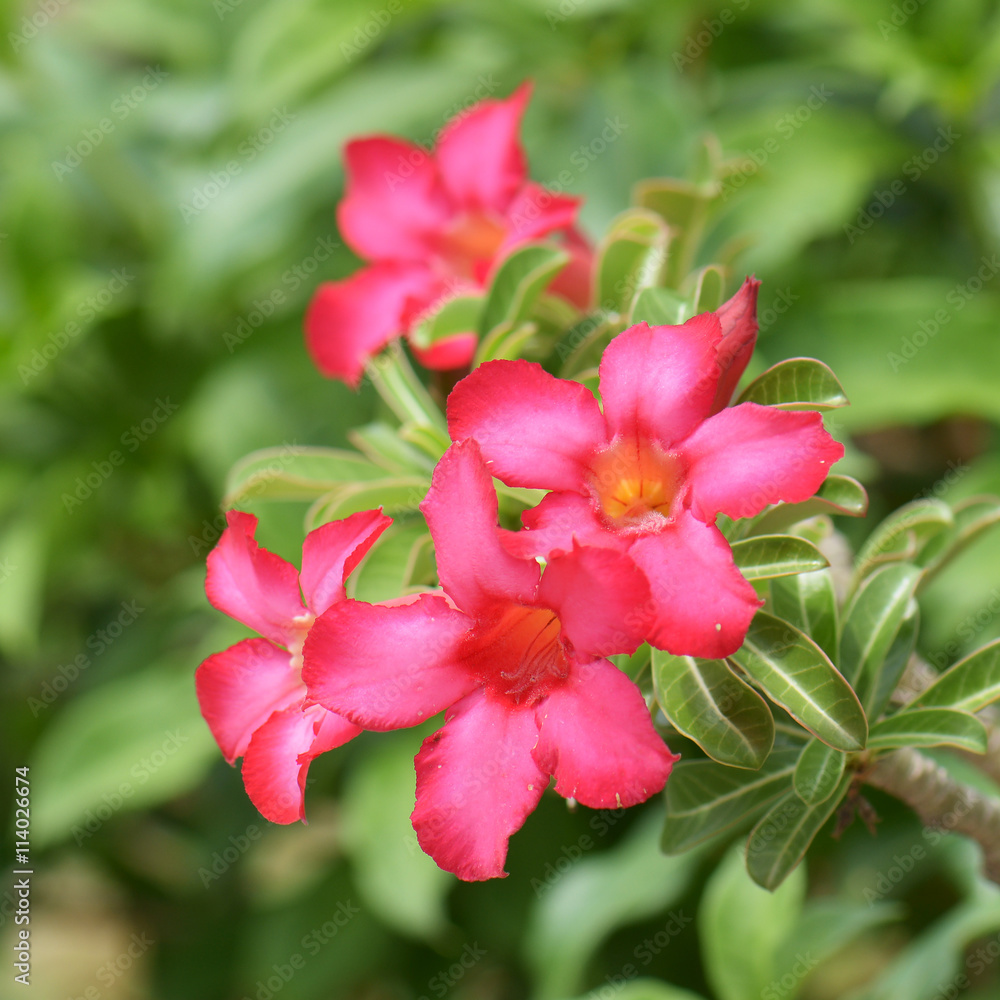 Desert Rose, Impala Lily, Mock Azalea Flowers Desert Rose, Impala Lily, Mock Azalea Flowers
