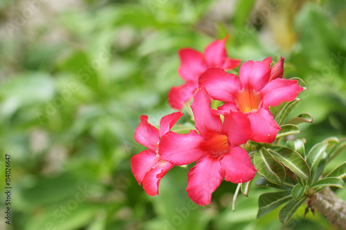Desert Rose, Impala Lily, Mock Azalea Flowers © kuarmungadd
