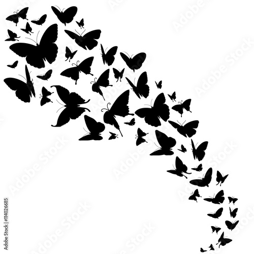 Abstract vector backdrop with butterflies design. Free butterflies in black color and flow of insect butterflies illustration