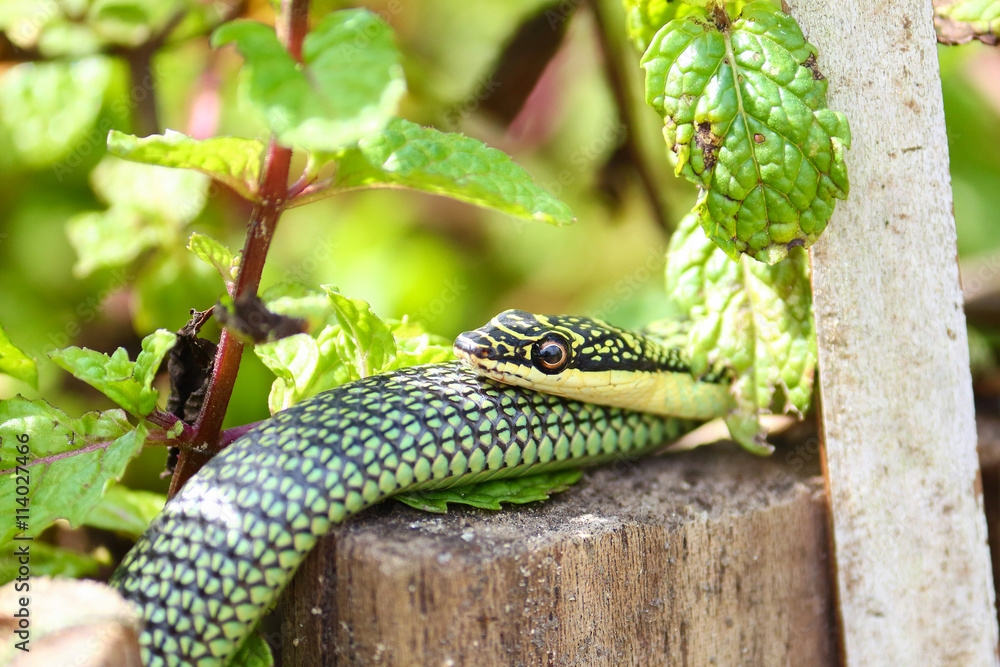 Naklejka premium nature green snake on peppermint plant in asia
