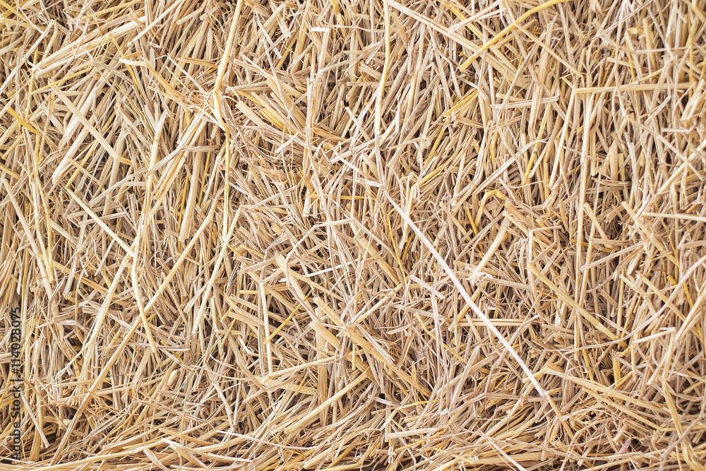 Dry straw Background or Texture