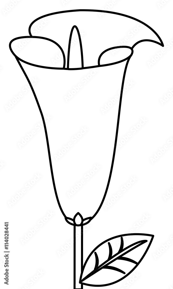 calla lilly flower icon calla lilly flower icon